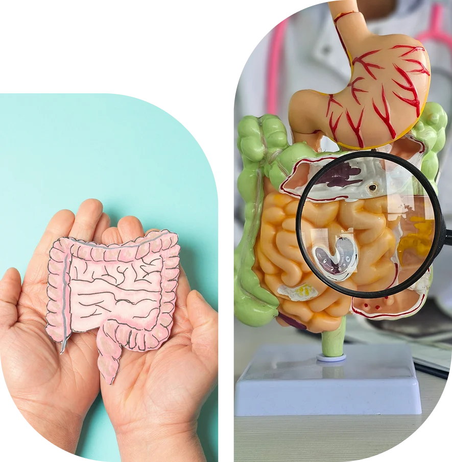 Group 1321316521 Split image: left side shows hands holding a paper illustration of intestines; right side shows a magnifying glass over a model of the human digestive system.